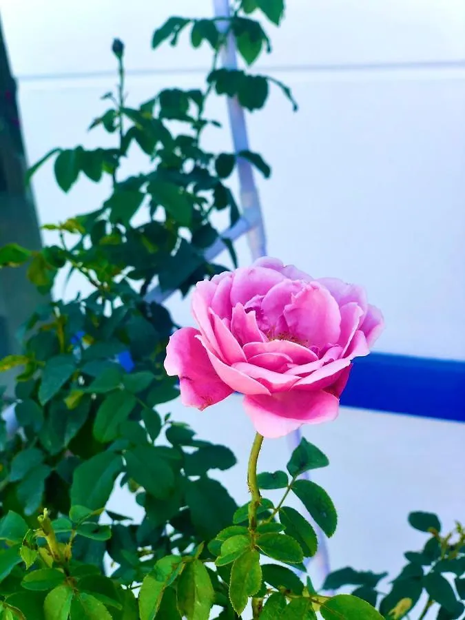 La Vita Hotel Vung Tau